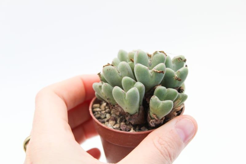 Conophytum frutescens - Webshopgids