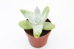 91fa109fe36aa4aad270b18d17f2645810257b6a