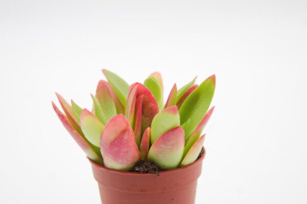 95c3d5a250c27b963306e18aea8471cbfd22ca64
