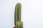 c9d43e38abea5e9cbd196e0017e9c011ece6ac9f