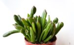 db29c63e84b1988fb92adf6e07f07cc79ddba333