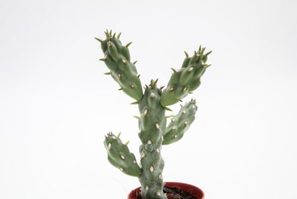 fb0fc998124063721def81065ecd57232055c842