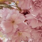 camelie