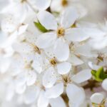 fiori-bianchi-1