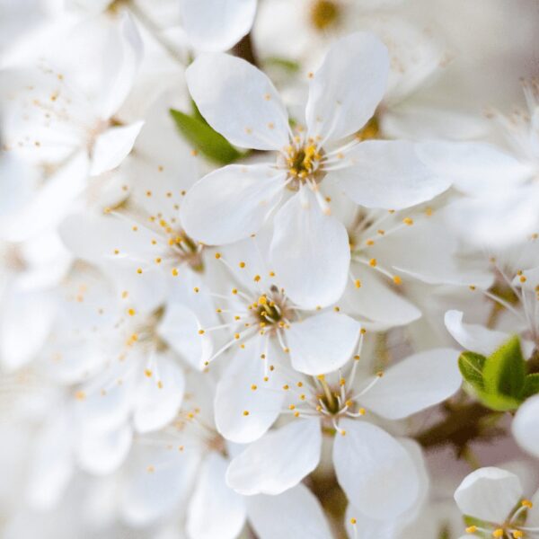 fiori-bianchi-1