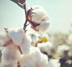 mami-milano-nuvole-cotone