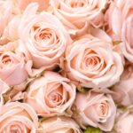 rose-1