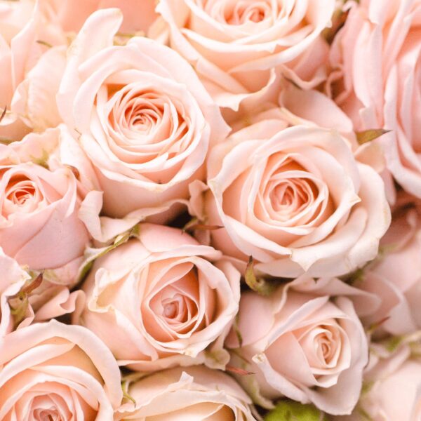 rose-1